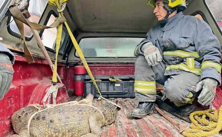 Capturan a un cocodrilo en calles de Cuautitlán Izcalli