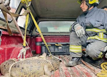 Capturan a un cocodrilo en calles de Cuautitlán Izcalli