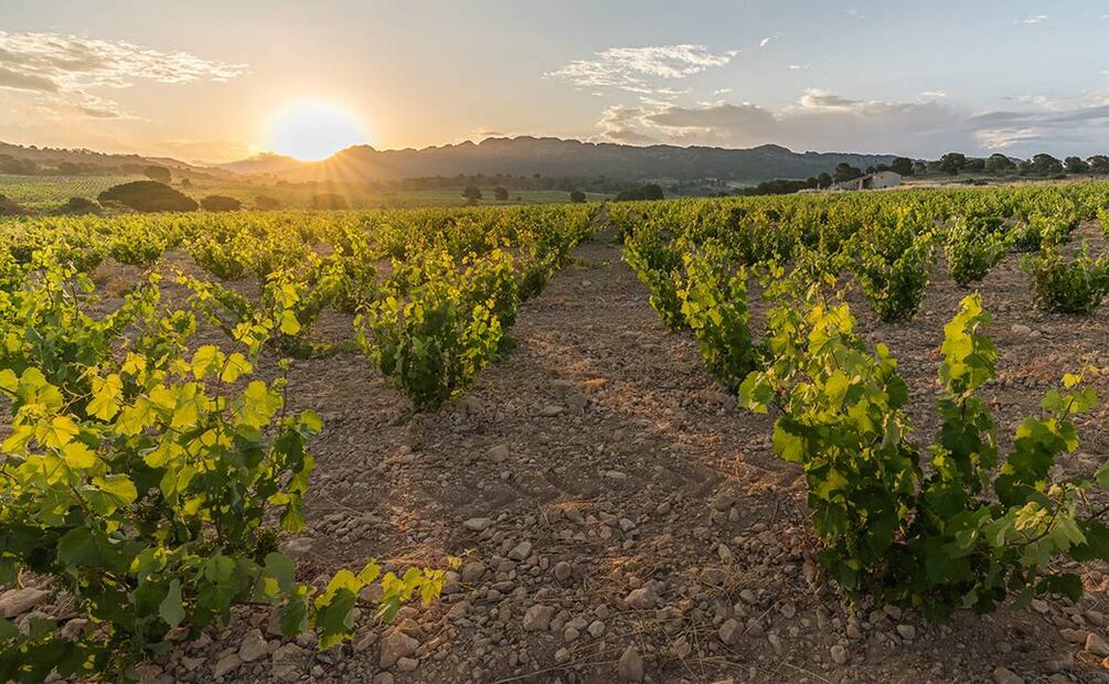 Denominación de Origen Protegía de Jumilla, España. Foto: Jumilla Wine