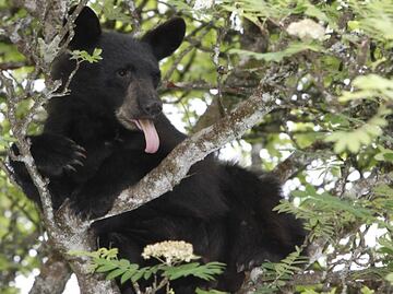 Video shows bear crashing family barbecue and stealing their food in northern Mexico