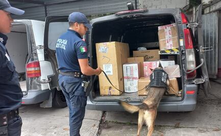Agentes caninos de Veracruz incautan casi 400 kilos de marihuana en diferentes operativos; han colaborado en la detención de más de 460 personas