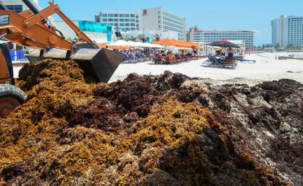 Sargazo: ¿es recomendable viajar a las playas de Quintana Roo?