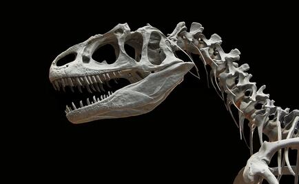 Hallan dinosaurio cabezón, bracitos diminutos y carnívoro que vivió en la Patagonia