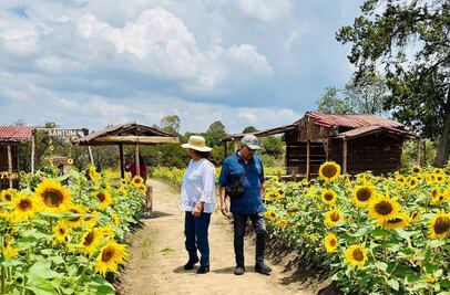 Dónde es el Festival Entre Girasoles
