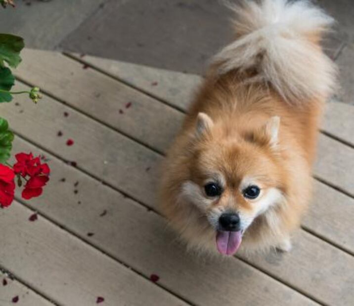 Entérate. Las 5 razas de perros más robadas en la CDMX
