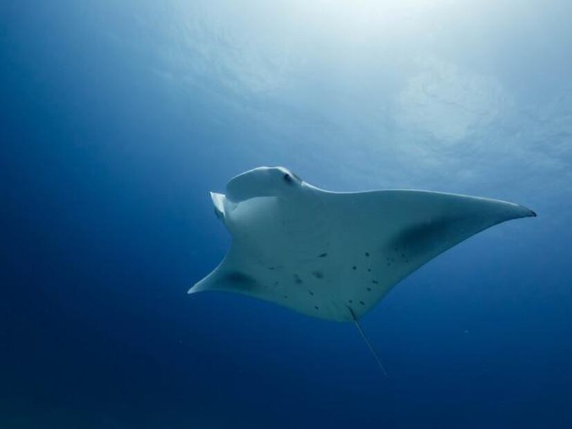 Las mantarrayas dan a luz en aguas poco profundas. Fuente: Freepik.