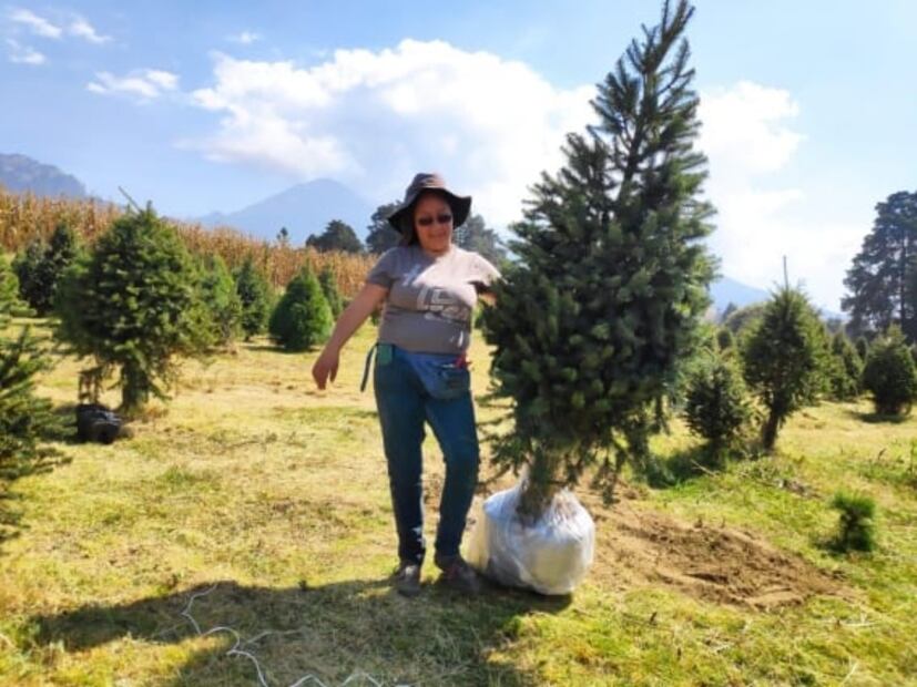 Promueven en Edomex venta de pinos en maceta para temporada navideña