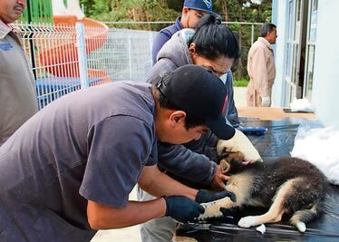 Suma Huixquilucan 400 esterilizaciones de perros y gatos