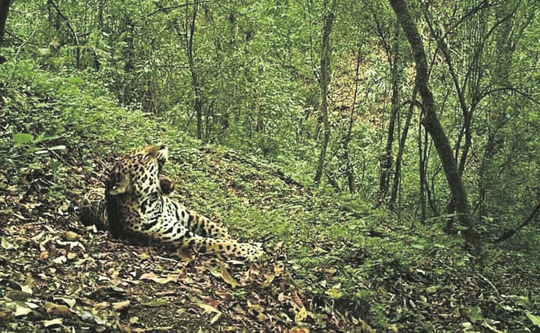 Para monitorear a los felinos, se han instalado cámaras-trampa en las zonas en donde se han observado algunos ejemplares. Foto: Especial