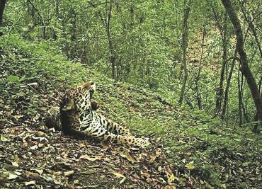 Buscan proteger a felinos ante obras