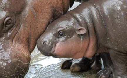 Zoológico de Khao Kheow festeja los 3 meses de vida de Moo Deng con tierna foto inédita