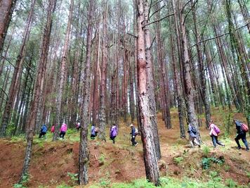 ¿Baño de bosque? Vive la experiencia en el Desierto de los Leones 