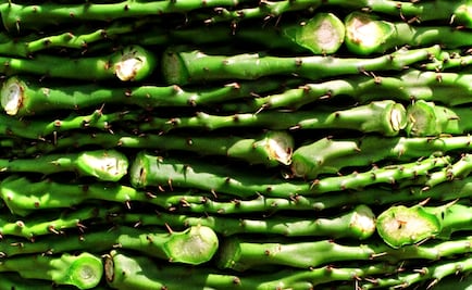 Mexico boasts world’s first cactus biogas plant