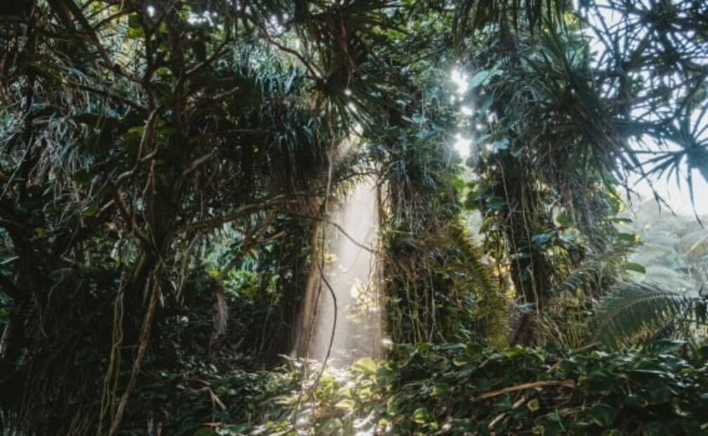 La historia del explorador famoso que desapareció sin dejar rastro en la selva amazónica