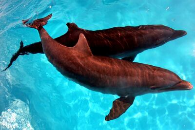 Delfines darán terapias a niños del DIF en Sonora
