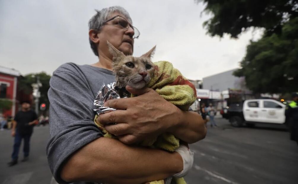 Se reportan dos animales lesionados, un gato y un perro. Foto: Fernanda Rojas. EL UNIVERSAL