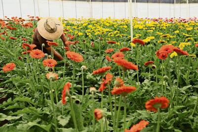 Extorsiones de “La Familia Michoacana” golpean a floricultores en Edomex