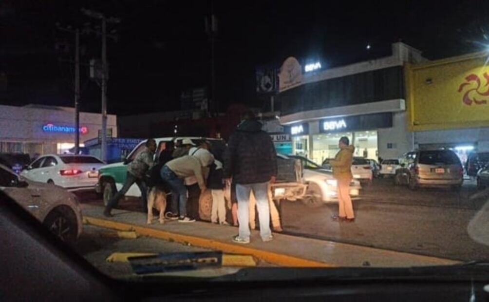 Rescatan a "Koba" y "Anubis", lomitos secuestrados en Hidalgo