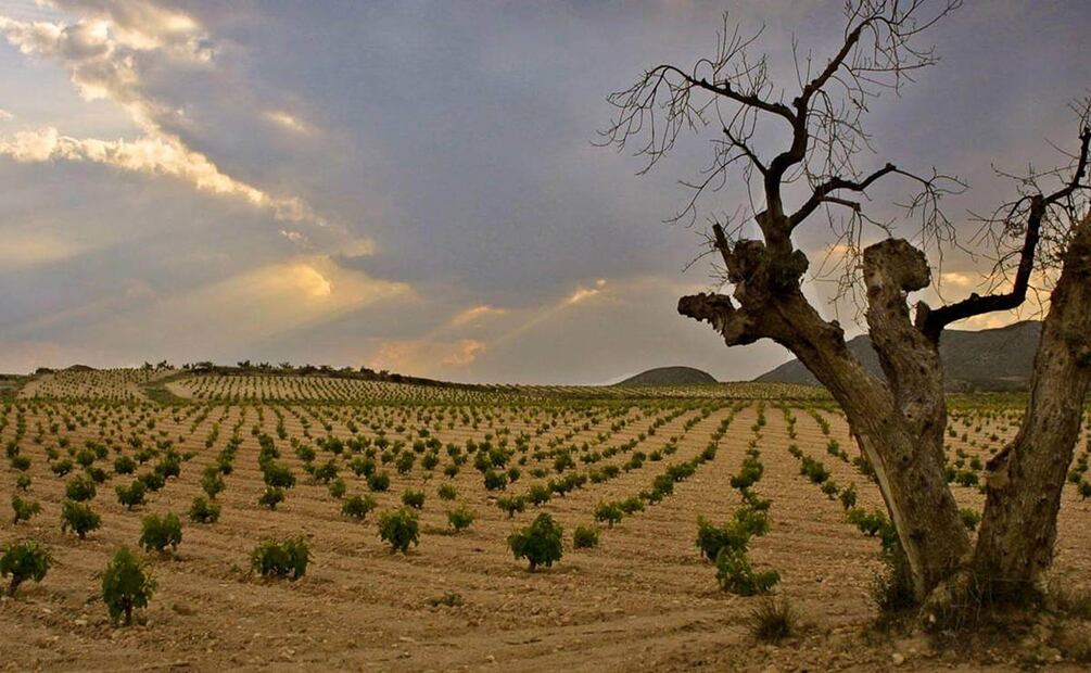 Denominación de Origen Protegía de Jumilla, España. Foto: Jumilla Wine