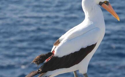 Aves vampiro, uno de los grandes misterios de las Galápagos