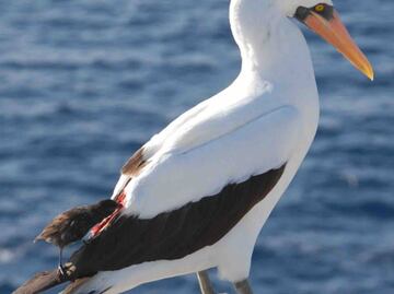 Aves vampiro, uno de los grandes misterios de las Galápagos