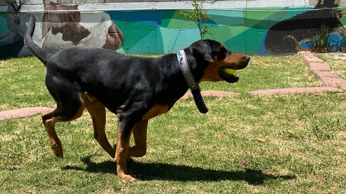 Perro adoptado. Foto: Especial