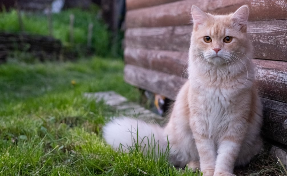 Este síndrome afecta la manera en la que tu gato se relaciona con humanos y animales. Foto: Canva