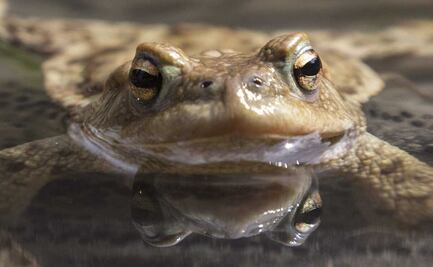 Descubren que sapo que se creía mudo sí puede "croar" 