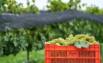 La vinícola mexicana Sala Vivé obtiene certificación sustentable