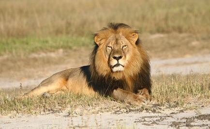 Cecil, la emoción de la caza y la extinción de especies