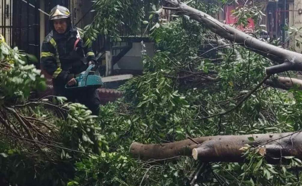 Caída de árbol en calles de Cuauhtémoc Junio 16 2025 / Foto: @Bomberos_CDMX