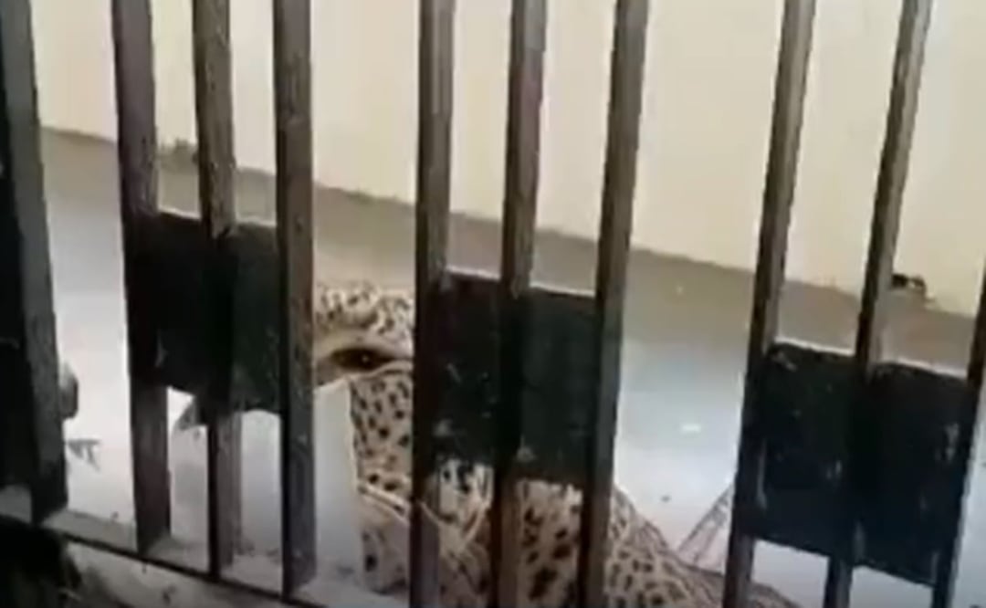 - Un leopardo se coló este miércoles en un tribunal de una localidad colindante con Nueva Delhi. Foto: Tomada del video
