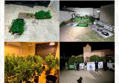 Fiscalía de Sonora asegura más de 200 plantas de marihuana en invernadero clandestino en Magdalena de Kino; no se reportan detenidos