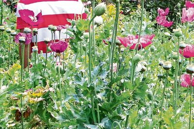 Conadic requiere más información por amapola