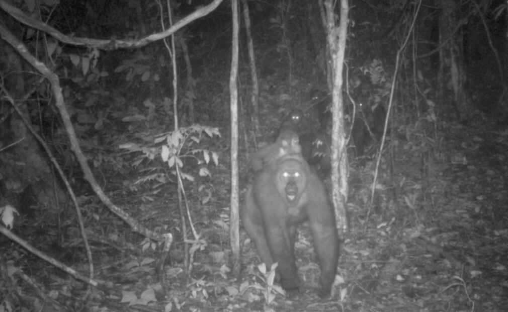 Captan en fotos a crías de una subespecie de gorilas que se creyó extinta 