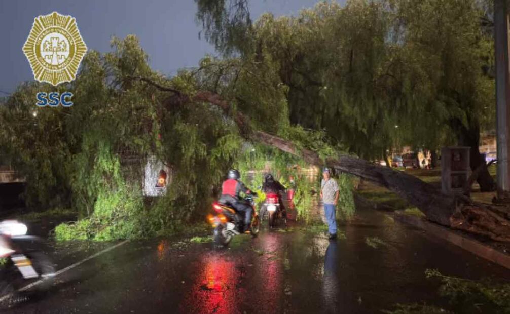 Servicios de emergencia en carriles centrales de Calz. Gral. Ignacio Zaragoza al Oriente a la altura de Coronado (Balneario Elba), por árbol caído. 03/06/2025