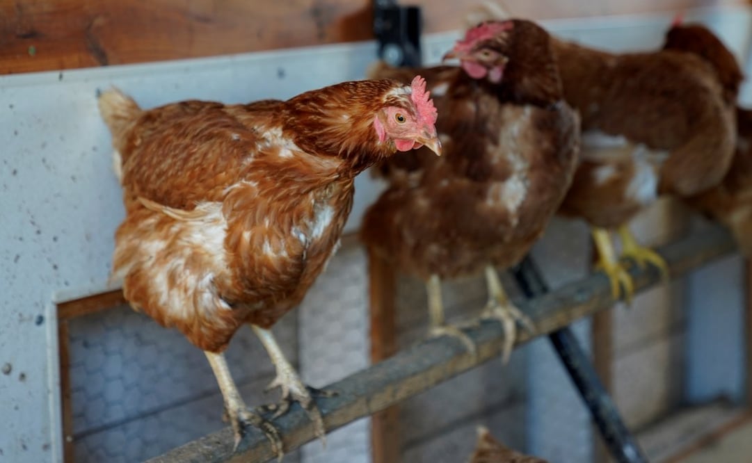 Gallinas Red Star se posan en su gallinero el martes 10 de enero de 2023 en la histórica granja Wagner en Glenview, Illinois. Foto: AP