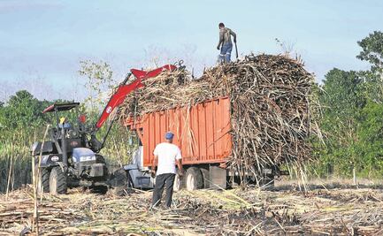 Caña de azúcar para endulzar la Navidad