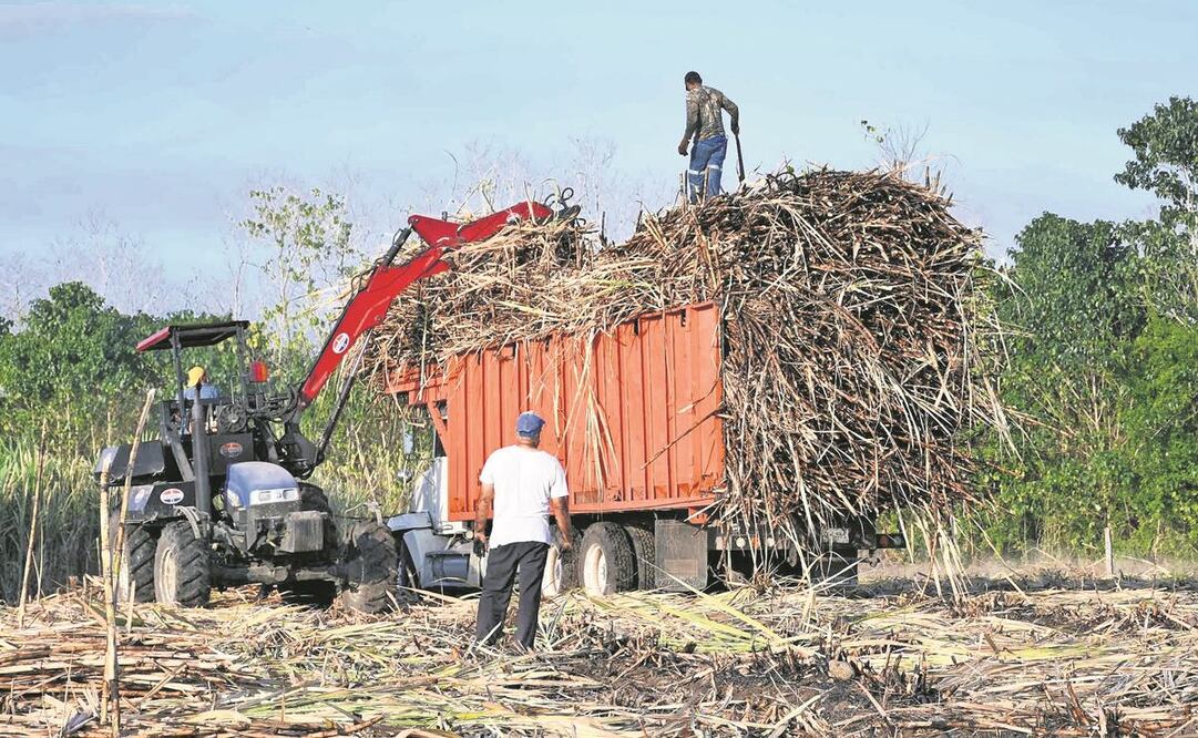 La receta veracruzana para elaborar ponche lleva caña en tres presentaciones. Foto: Patricia Morales/ EL UNIVERSAL 