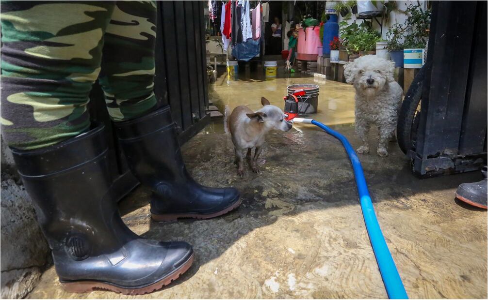Perros y gatos sufren la inundación en Chalco, Estado de México. Foto: Luis Camacho/EL UNIVERSAL