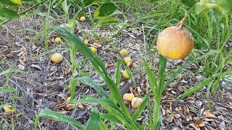 “Otro día de corte de limón, sin corte y se resiente”