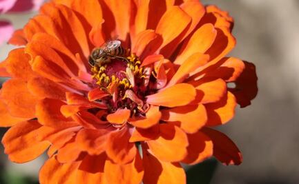 Hidalgo, tercer lugar en producción de flor de Cempasúchil; preparan festival de las flores 