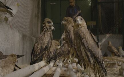 ¿Qué ver?: "Todo lo que respira", un testimonio del colapso ecológico y social