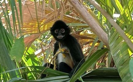 ONG y Profepa resguardan a mono araña que fue capturado para domesticación en Tabasco; “no son mascotas”, defienden