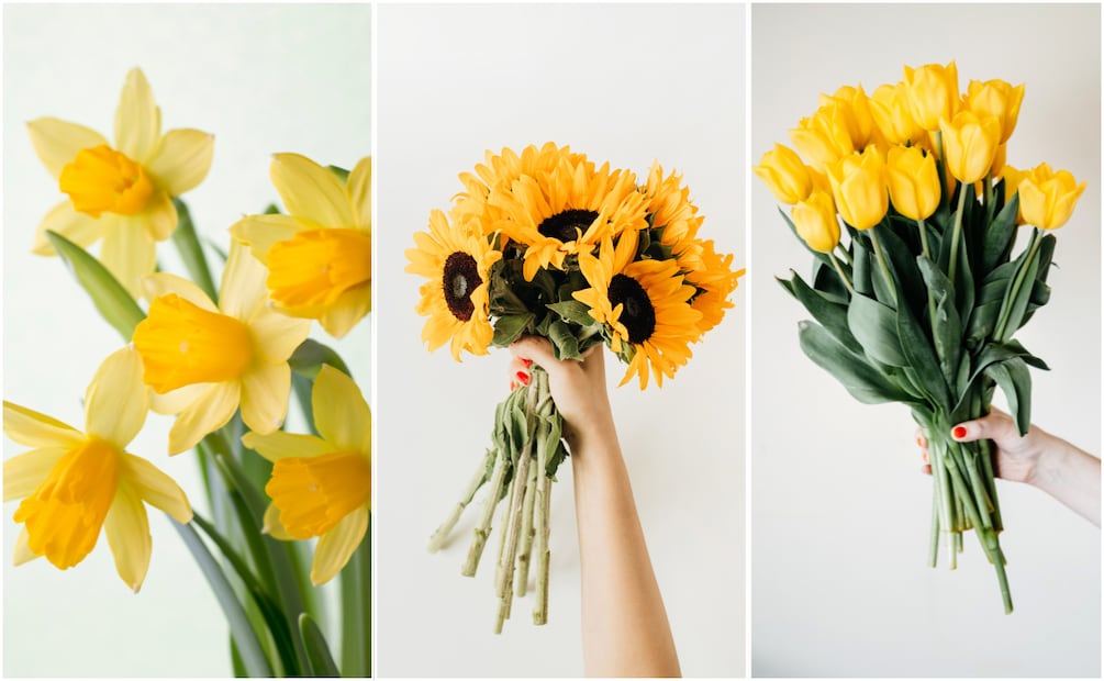 Los girasoles y los tulipanes amarillos son de las opciones más populares para regalar este 21 de marzo. Foto: Canva