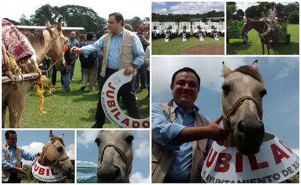 Xalapa jubila a caballos de recolección de basura