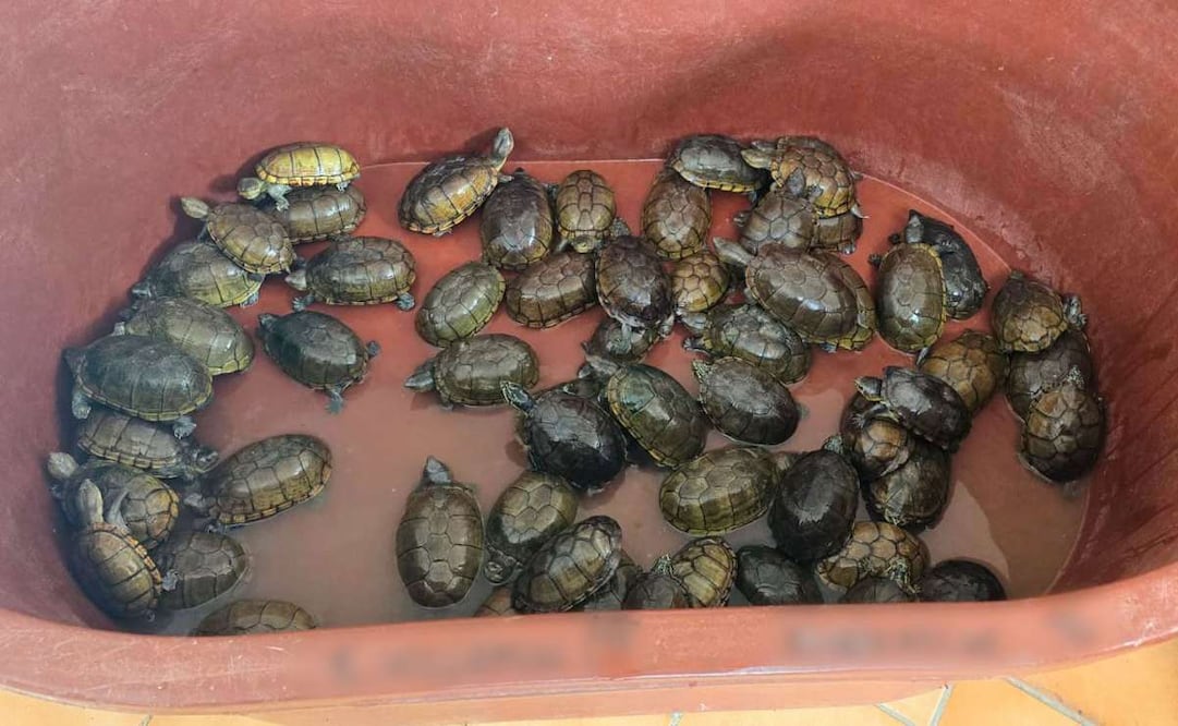FGR y Profepa aseguran más de 2 mil tortugas en malas condiciones en Jalisco. Foto: Especial