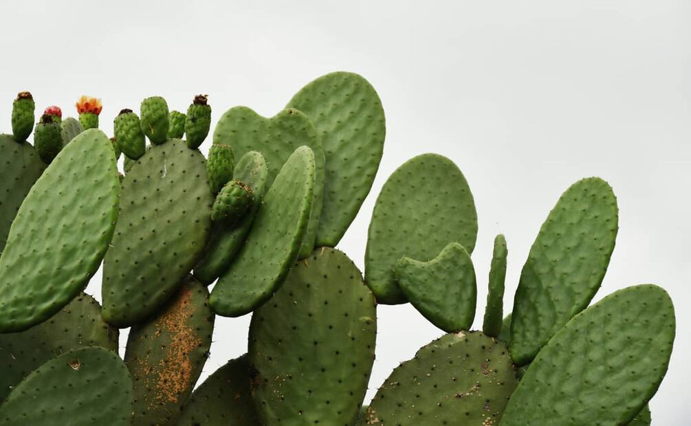 El cactus del que viene el nopal es endémico de Latinoamérica. Foto: Unsplash.
