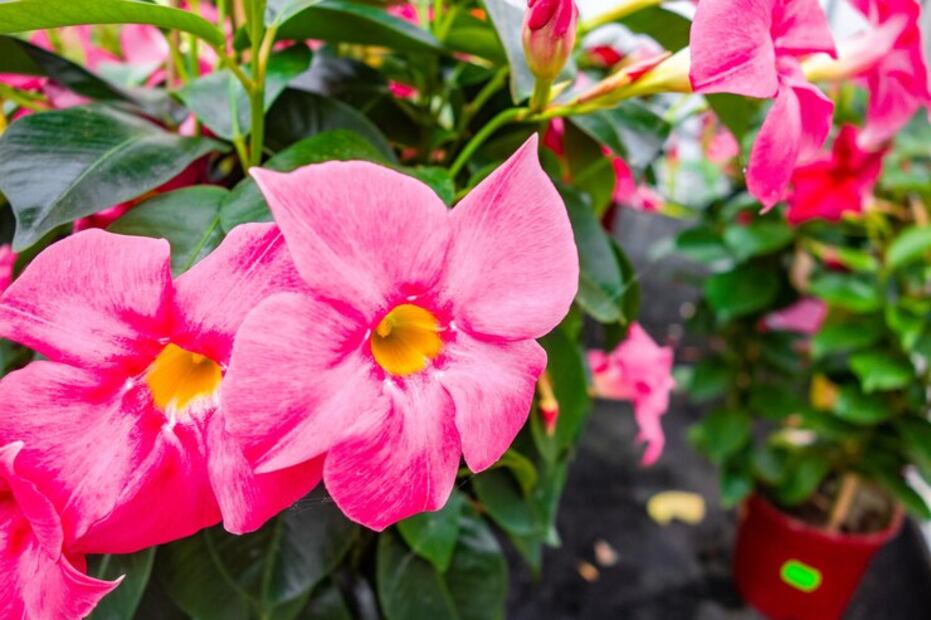 Una planta contra la diabetes. Fuente: Freepik