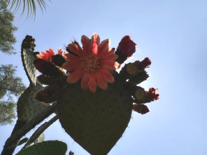 Qué días abre el Jardín Botánico de CU de la UNAM